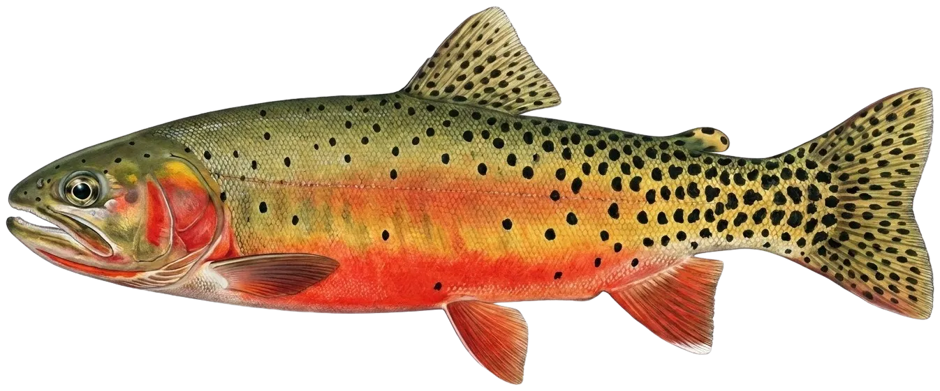 Rio Grande cutthroat trout