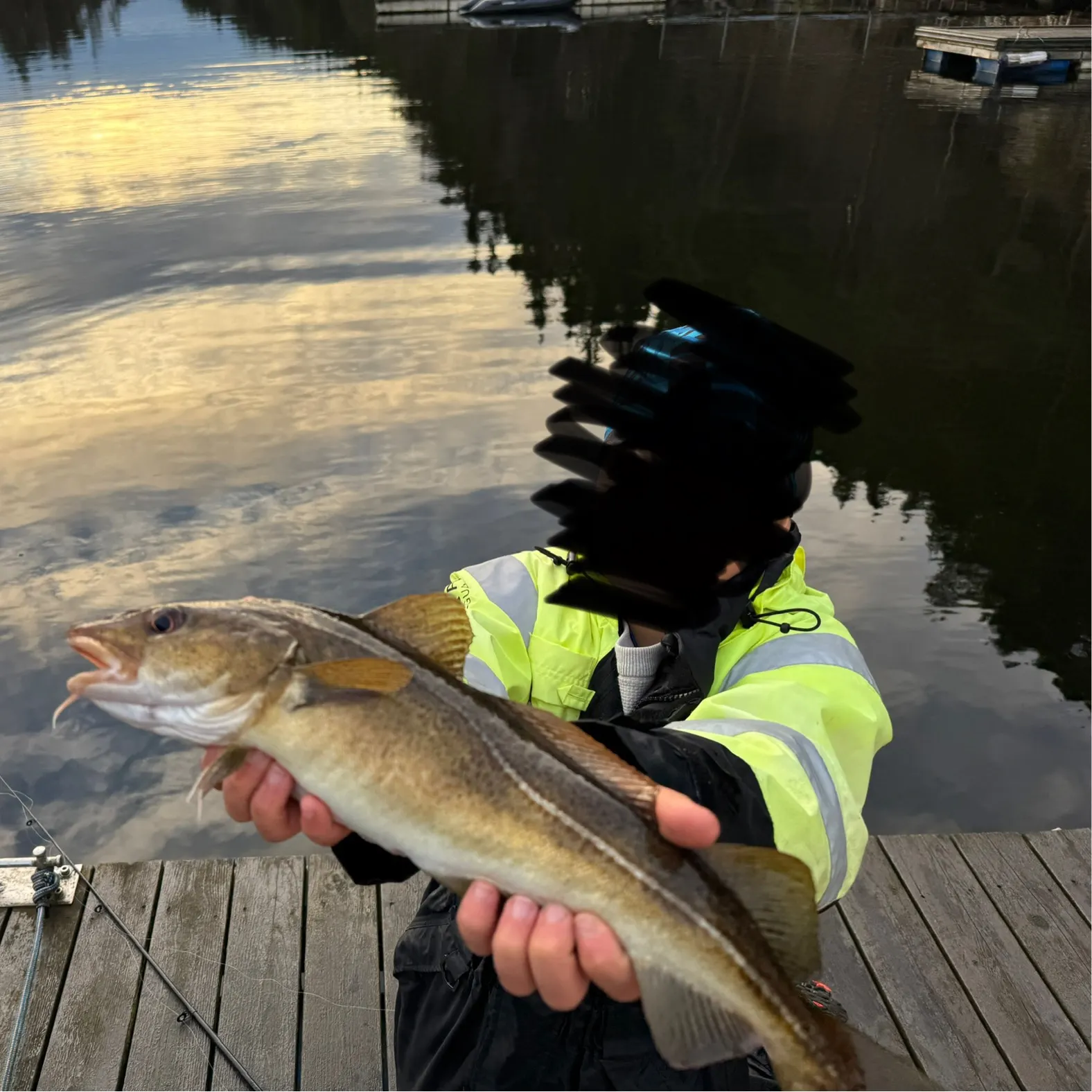 The most recent Atlantic cod catches on Fishbrain