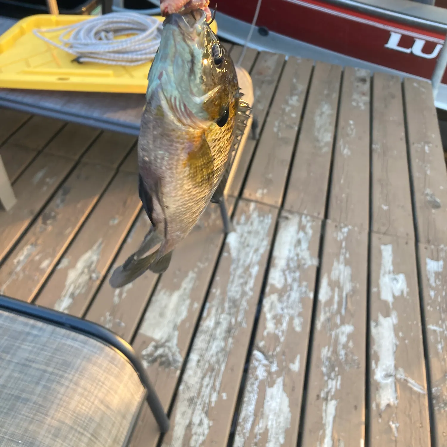 recently logged catches