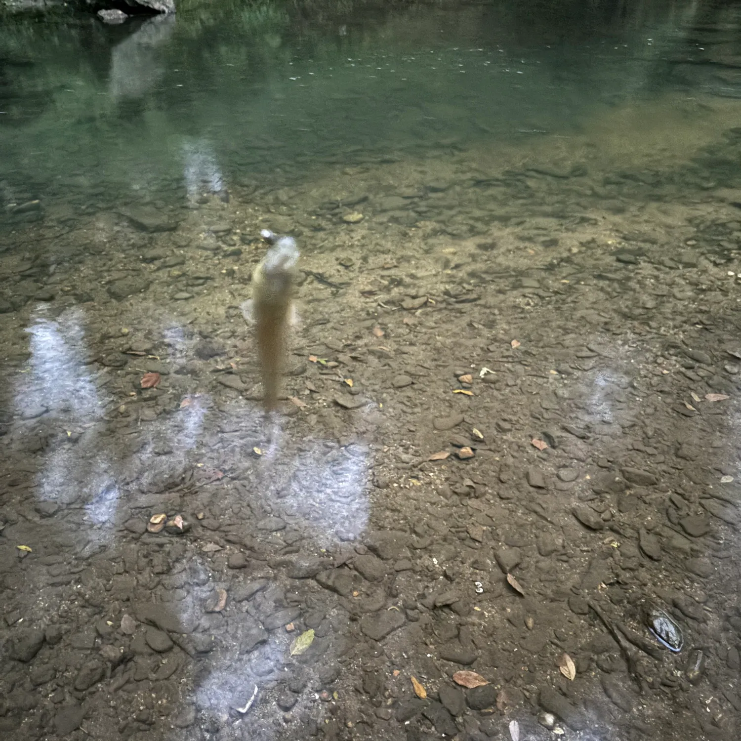 Redbreast sunfish caught on Fishbrain