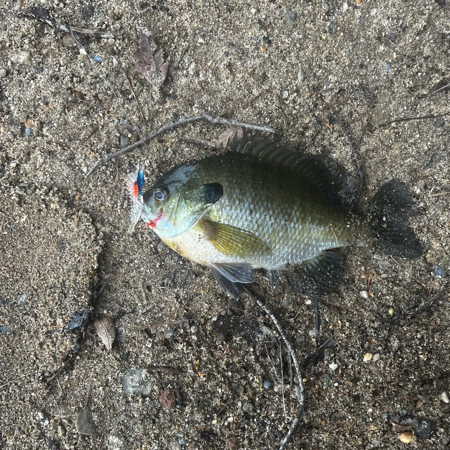 Bluegill caught on Fishbrain