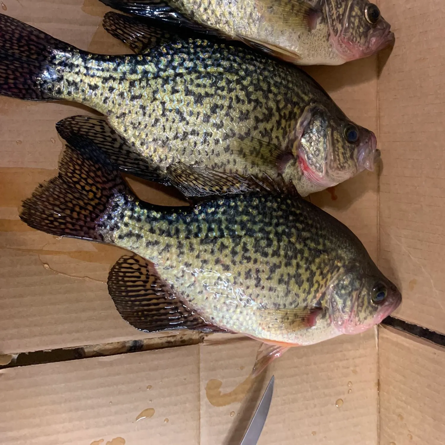 recently logged catches