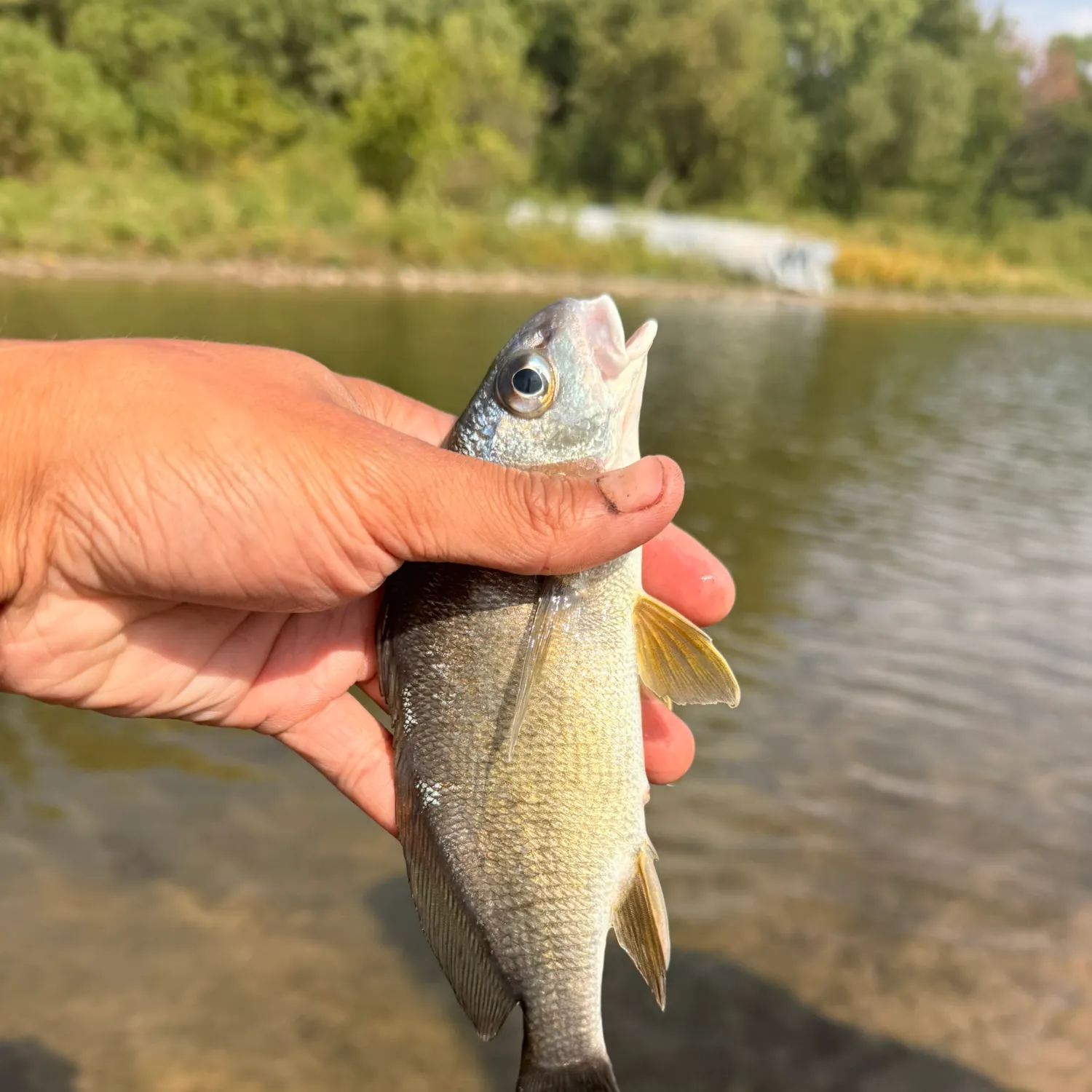 Freshwater drum caught on Fishbrain