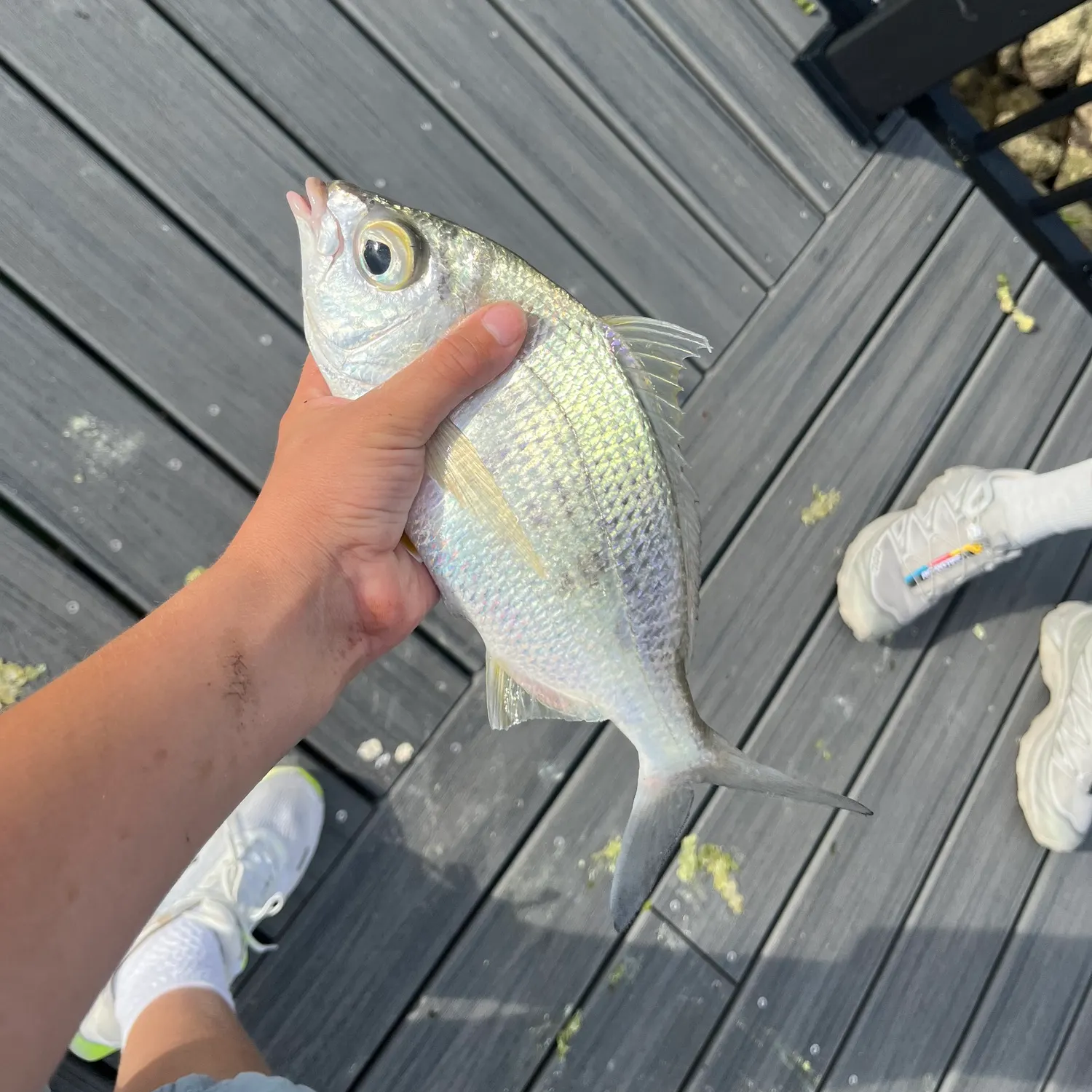 The most recent Yellowfin mojarra catches on Fishbrain