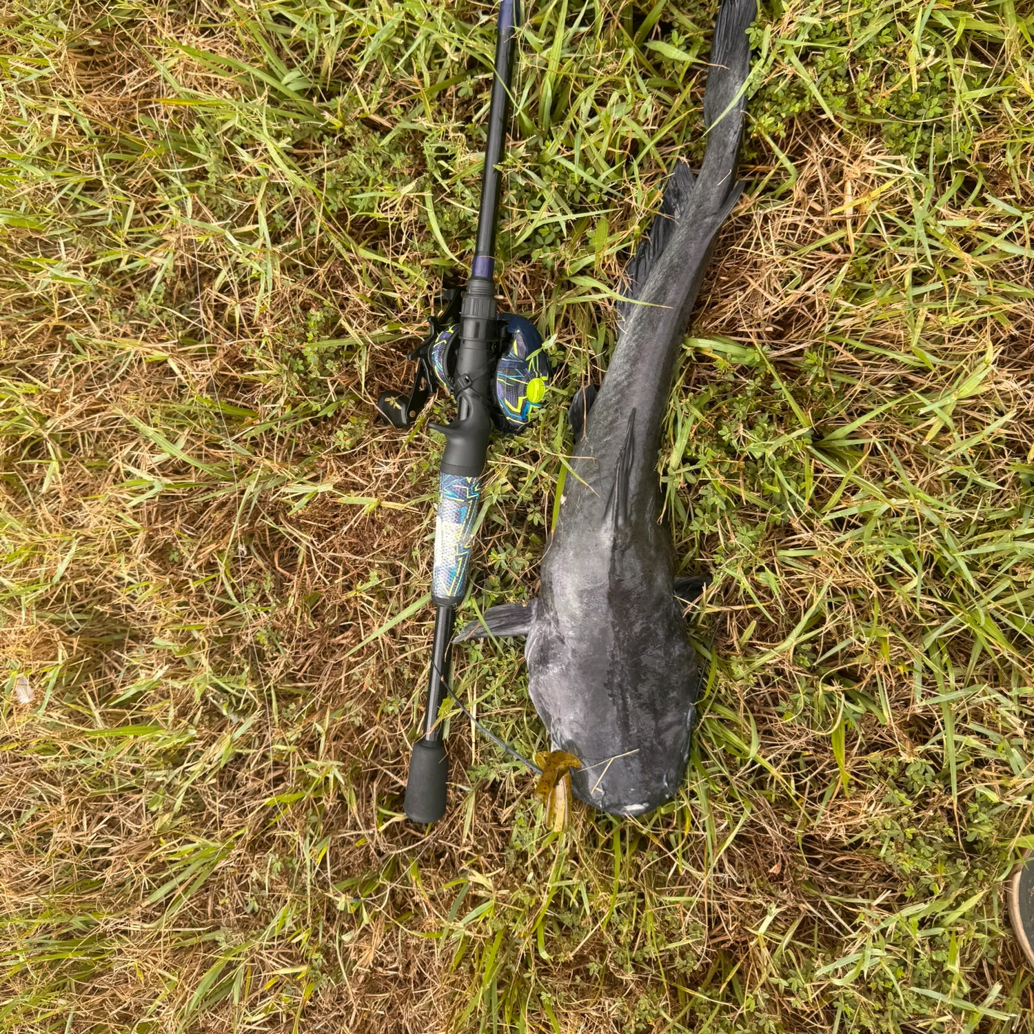 Channel catfish caught on Fishbrain