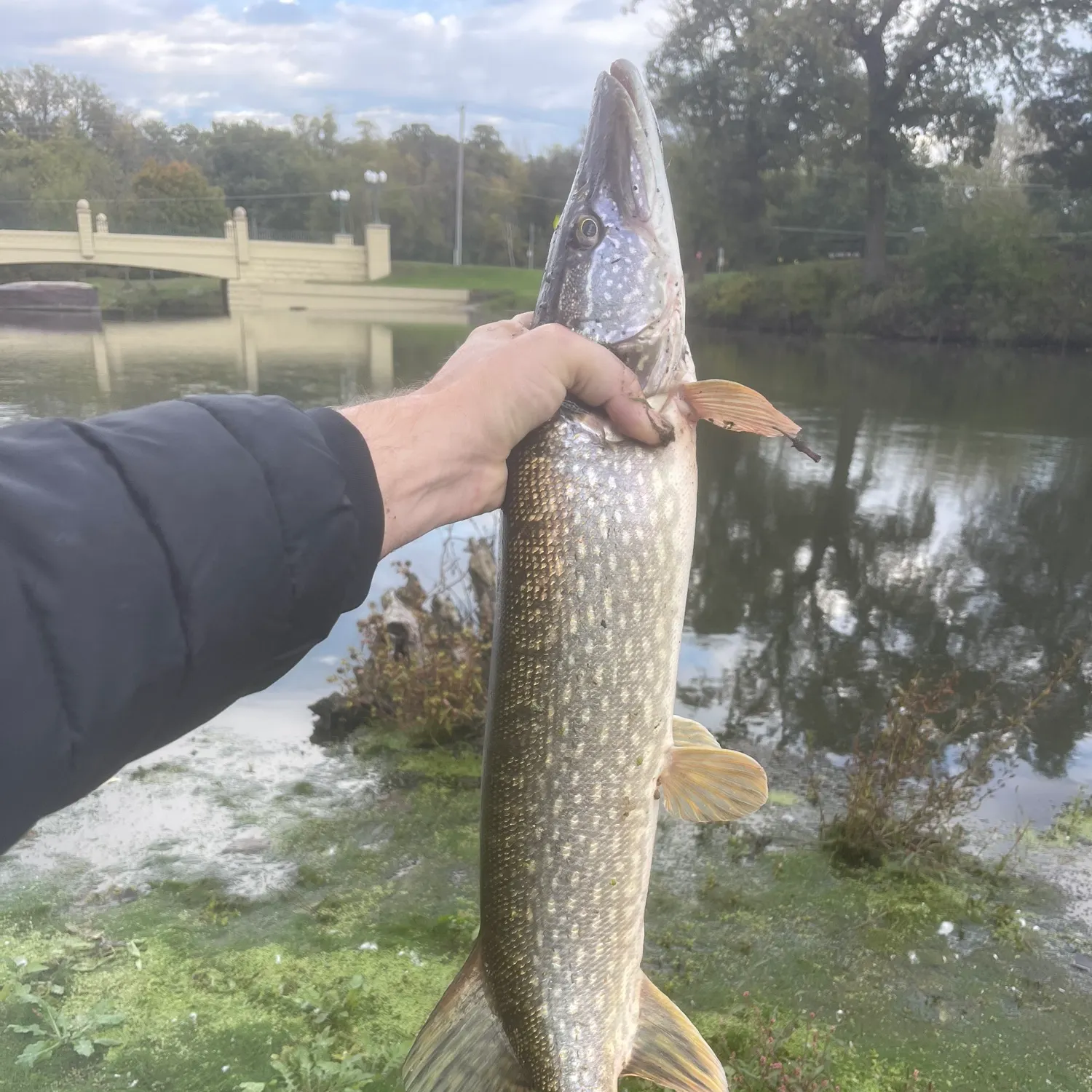 Northern pike caught on Fishbrain
