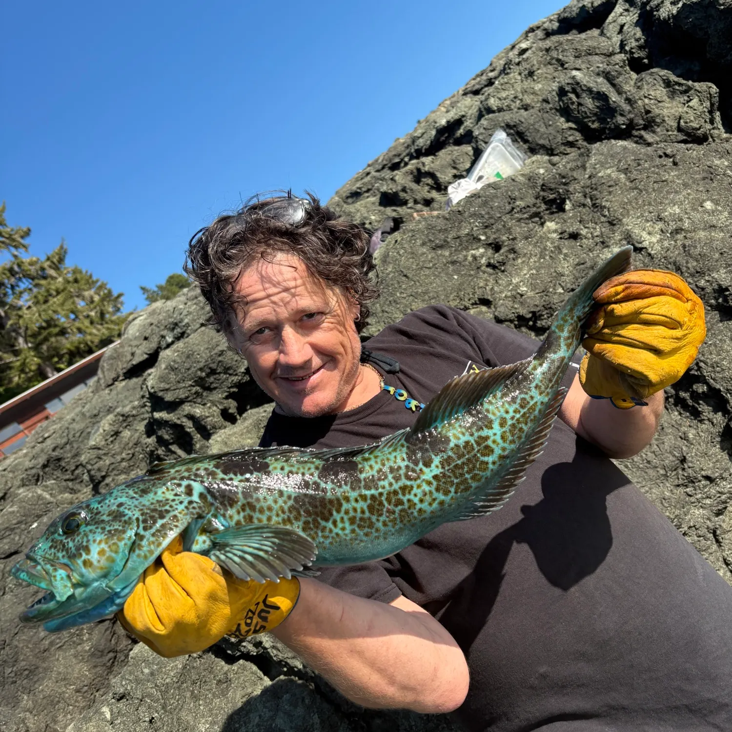 The most recent Lingcod catches on Fishbrain
