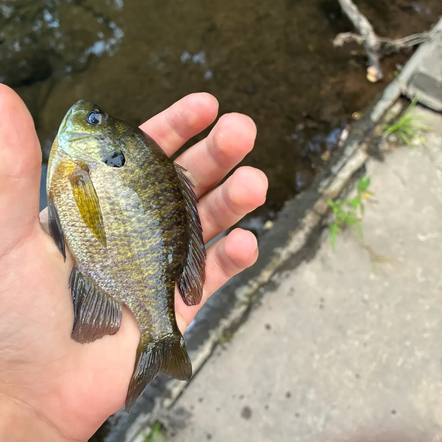 Bluegill caught on Fishbrain