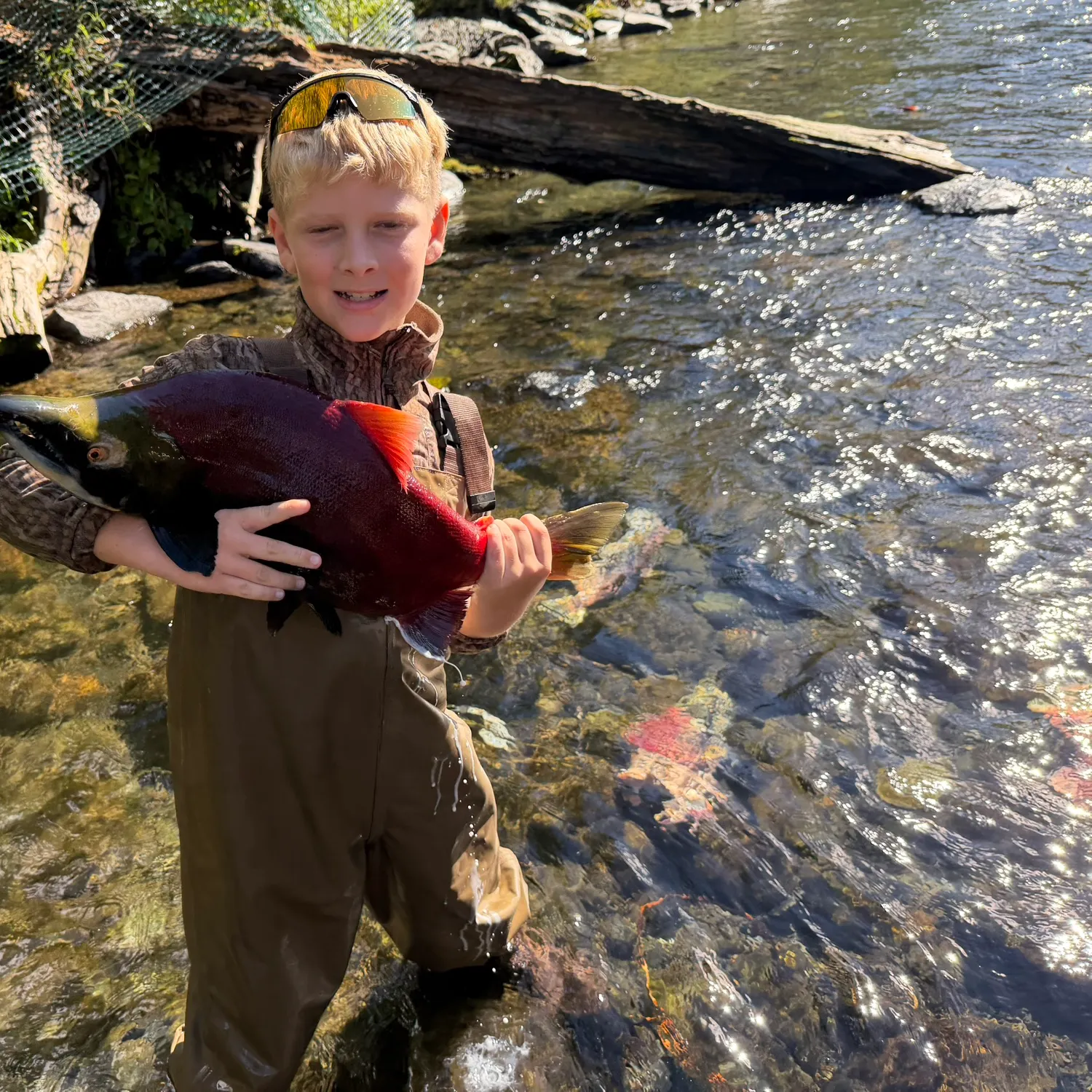 The most recent Sockeye salmon catches on Fishbrain