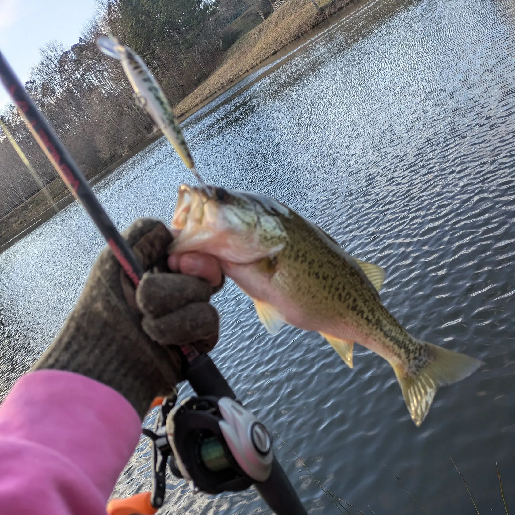 Largemouth bass caught on Fishbrain