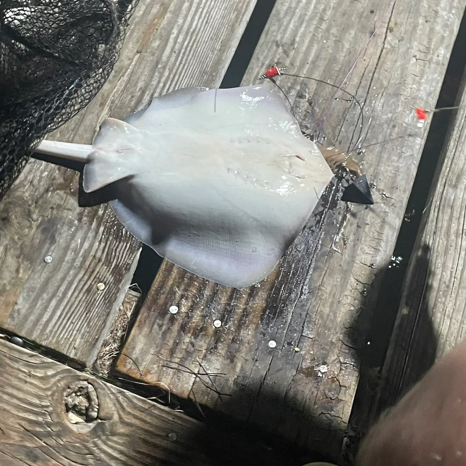 The most recent Atlantic stingray catches on Fishbrain