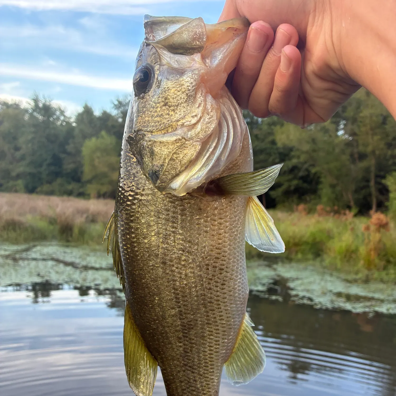 Largemouth bass caught on Fishbrain