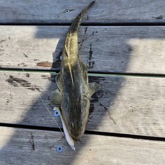 Dusky flathead caught on Fishbrain
