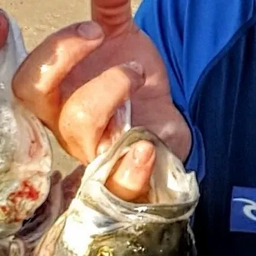 The most recent Eastern Australian salmon catches on Fishbrain