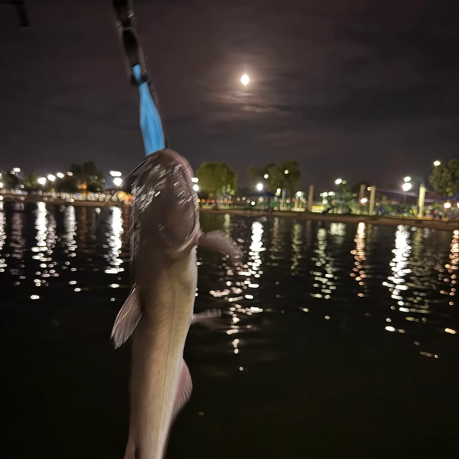 Channel catfish caught on Fishbrain