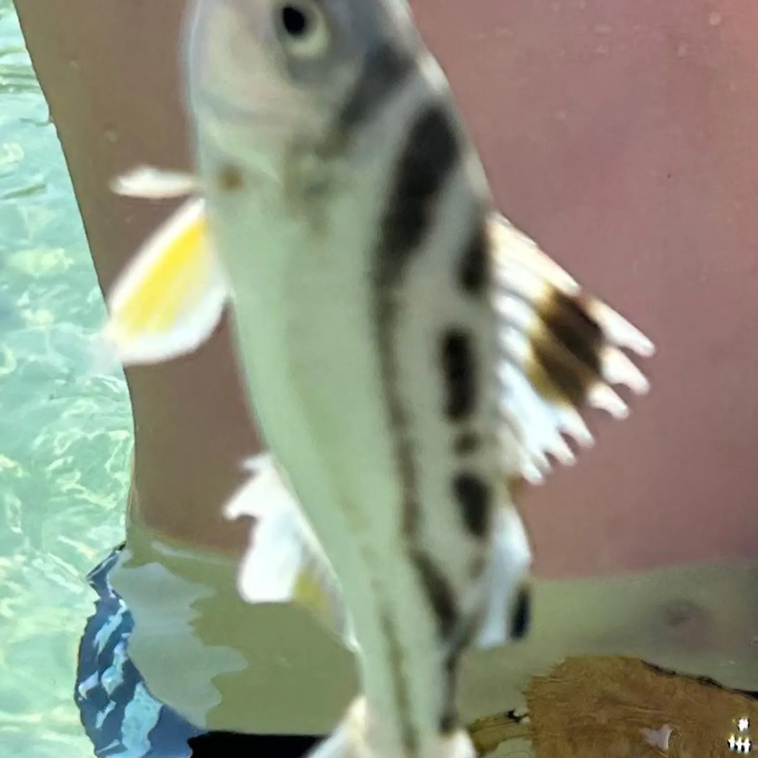 The most popular recent Blacksaddled coralgrouper catch on Fishbrain