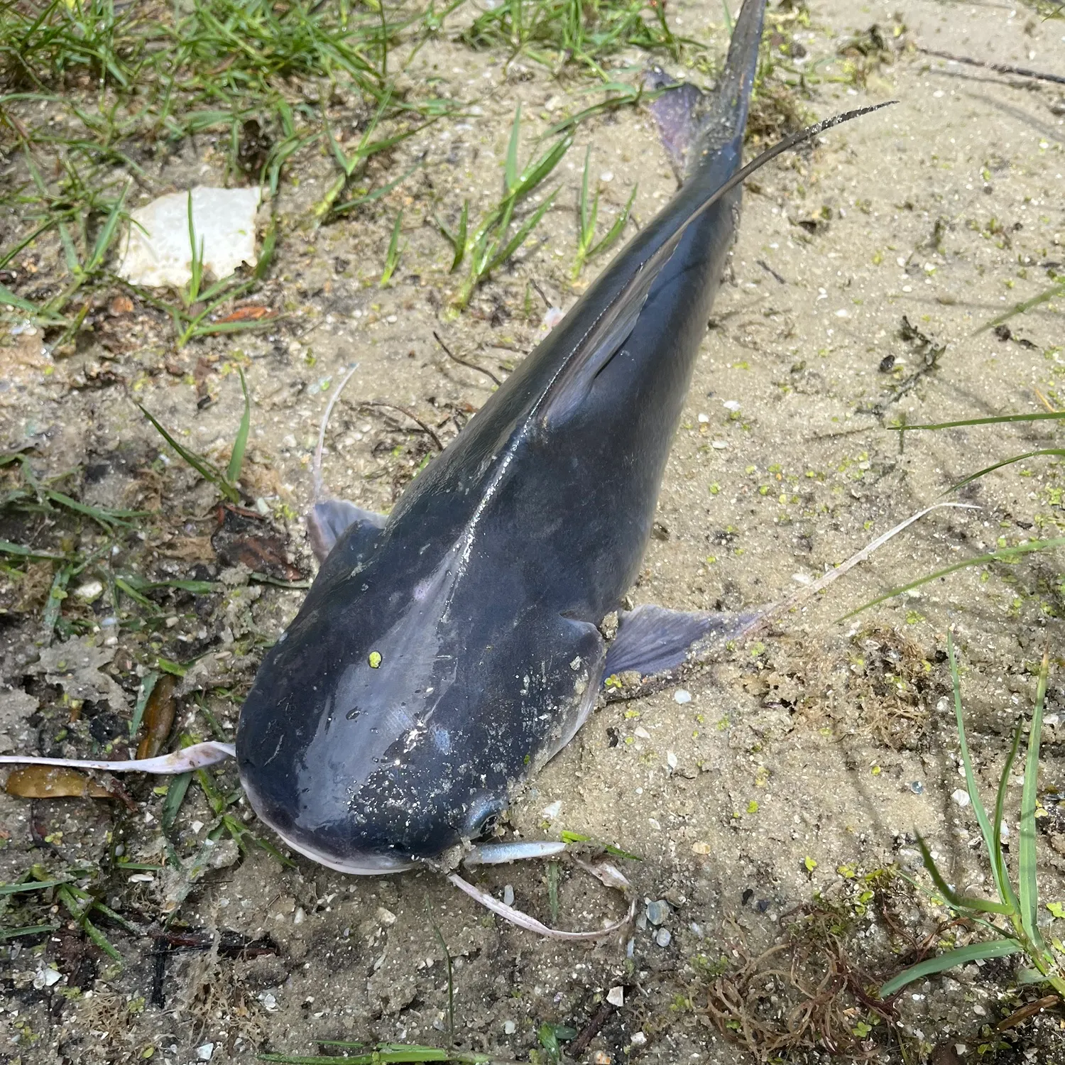 Channel catfish caught on Fishbrain