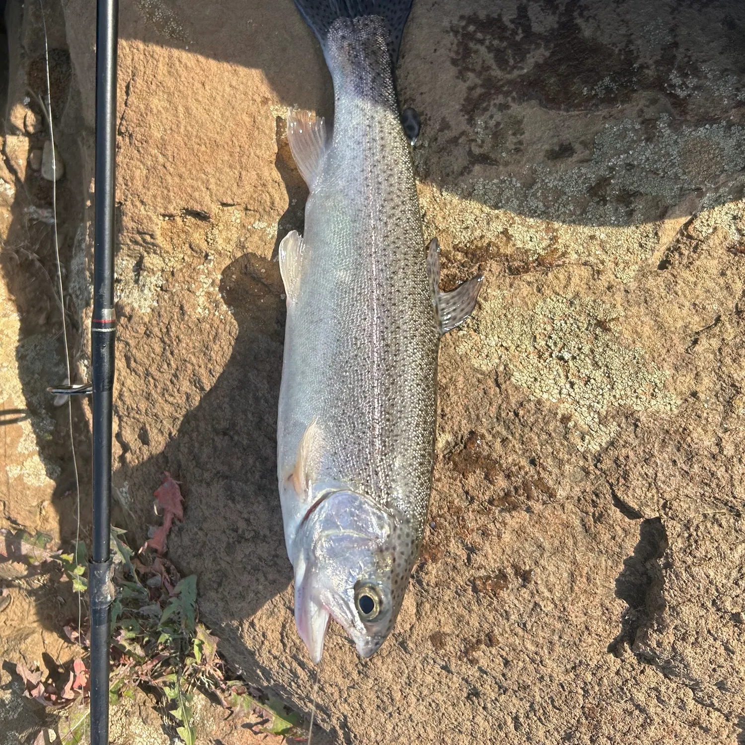 Rainbow trout caught on Fishbrain