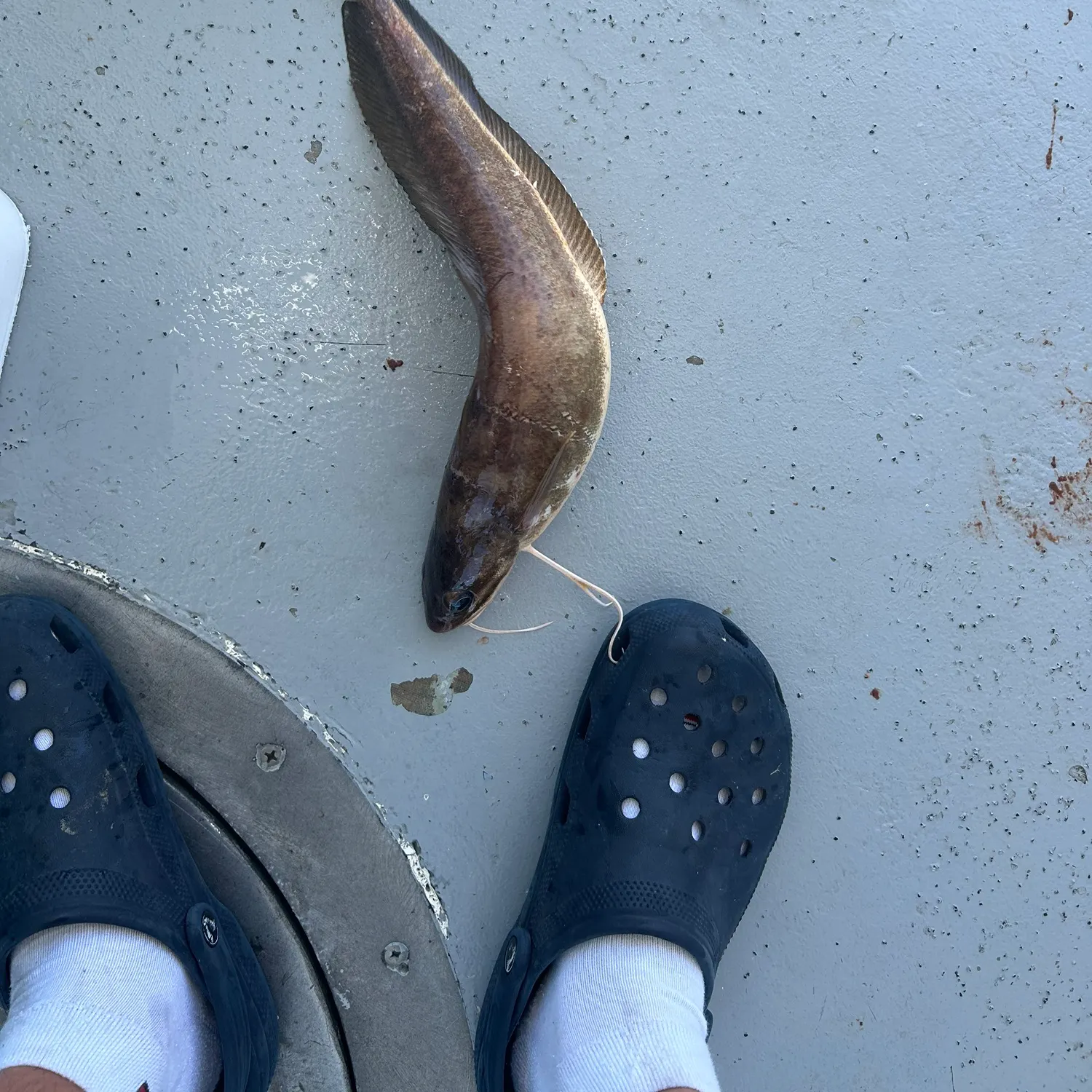 The most recent Red hake catches on Fishbrain