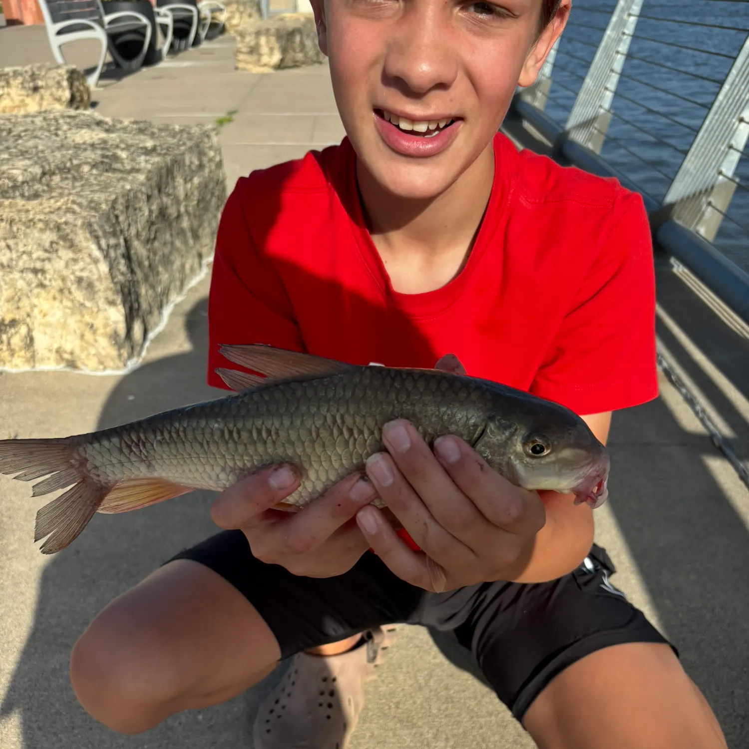 The most recent Silver redhorse catches on Fishbrain
