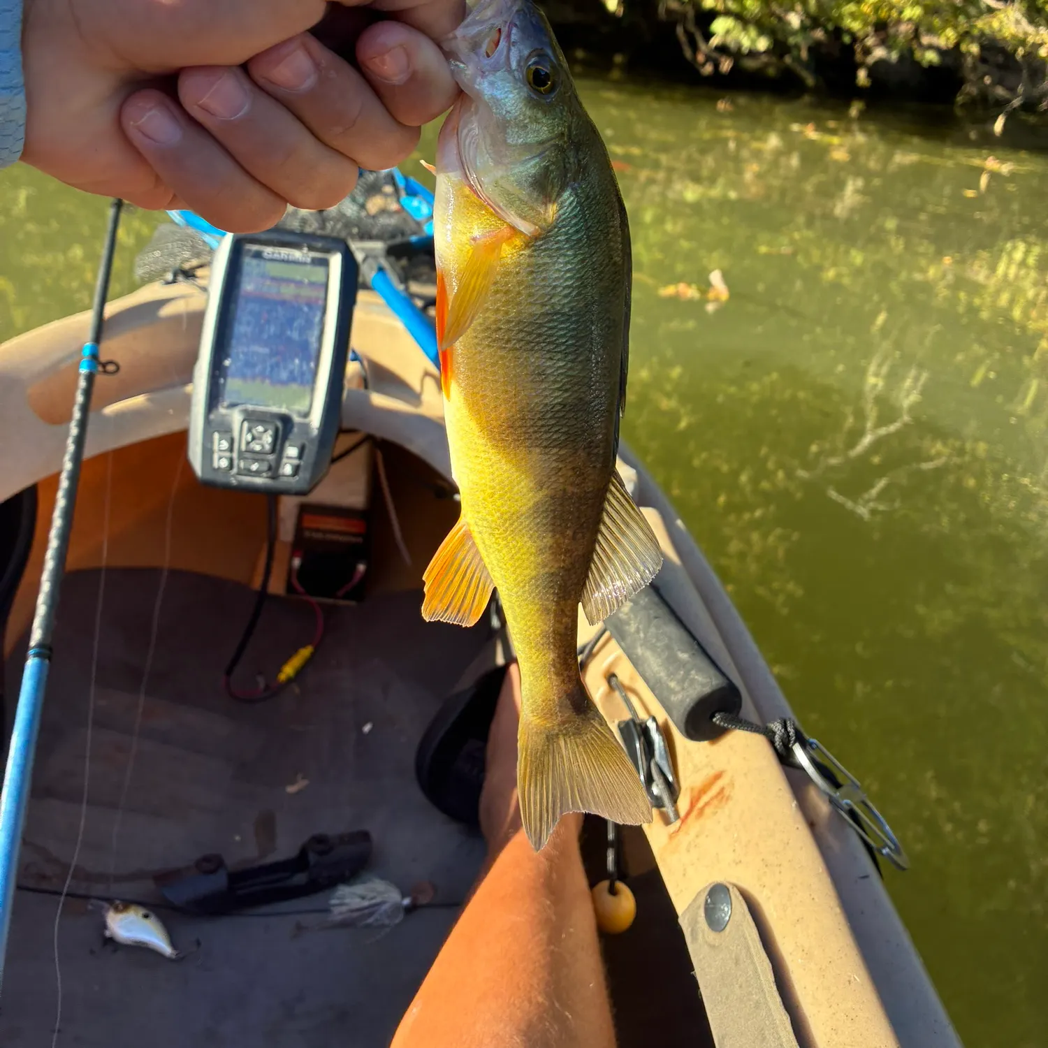Yellow perch caught on Fishbrain