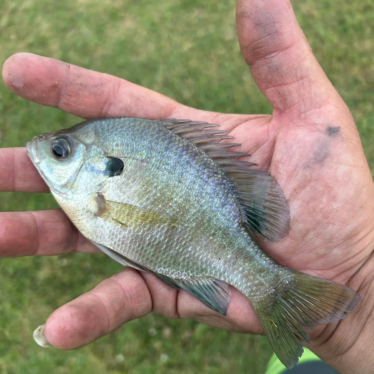 Bluegill caught on Fishbrain