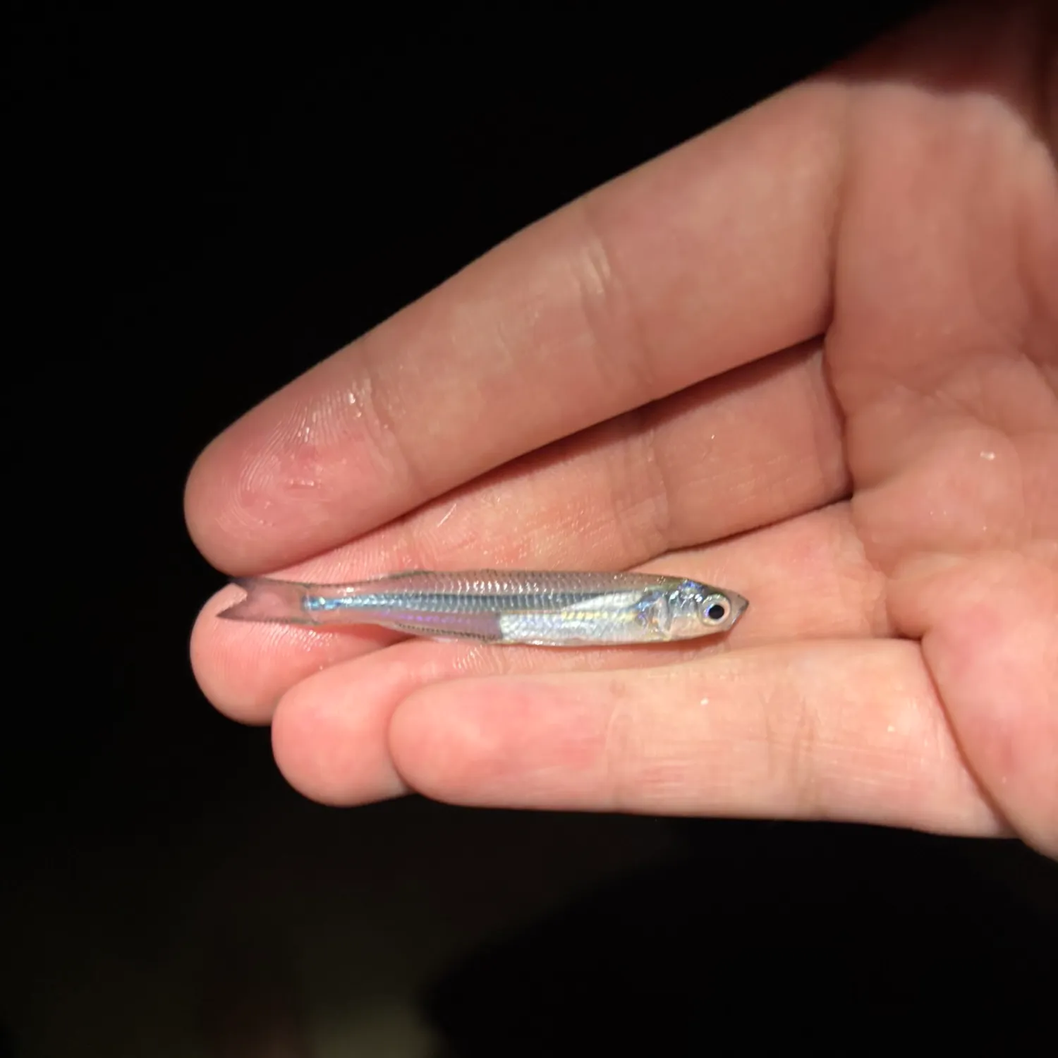 The most recent Atlantic silverside catches on Fishbrain