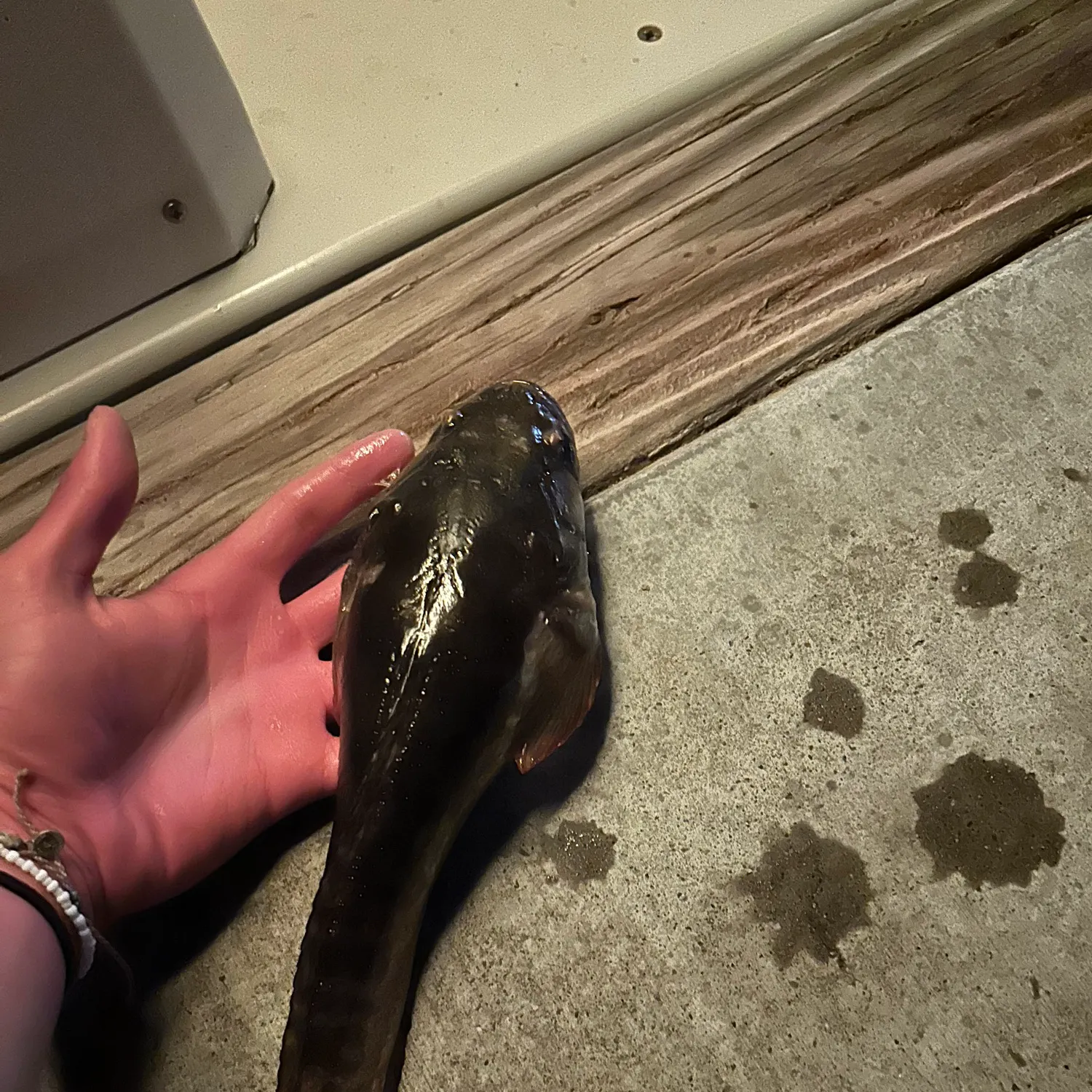 The most recent Plainfin midshipman catches on Fishbrain