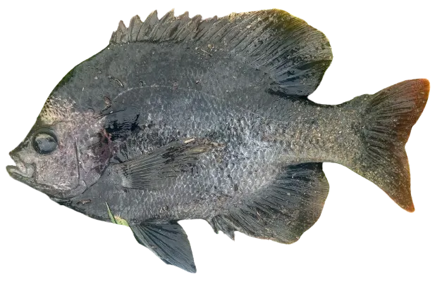 Coppernose bluegill