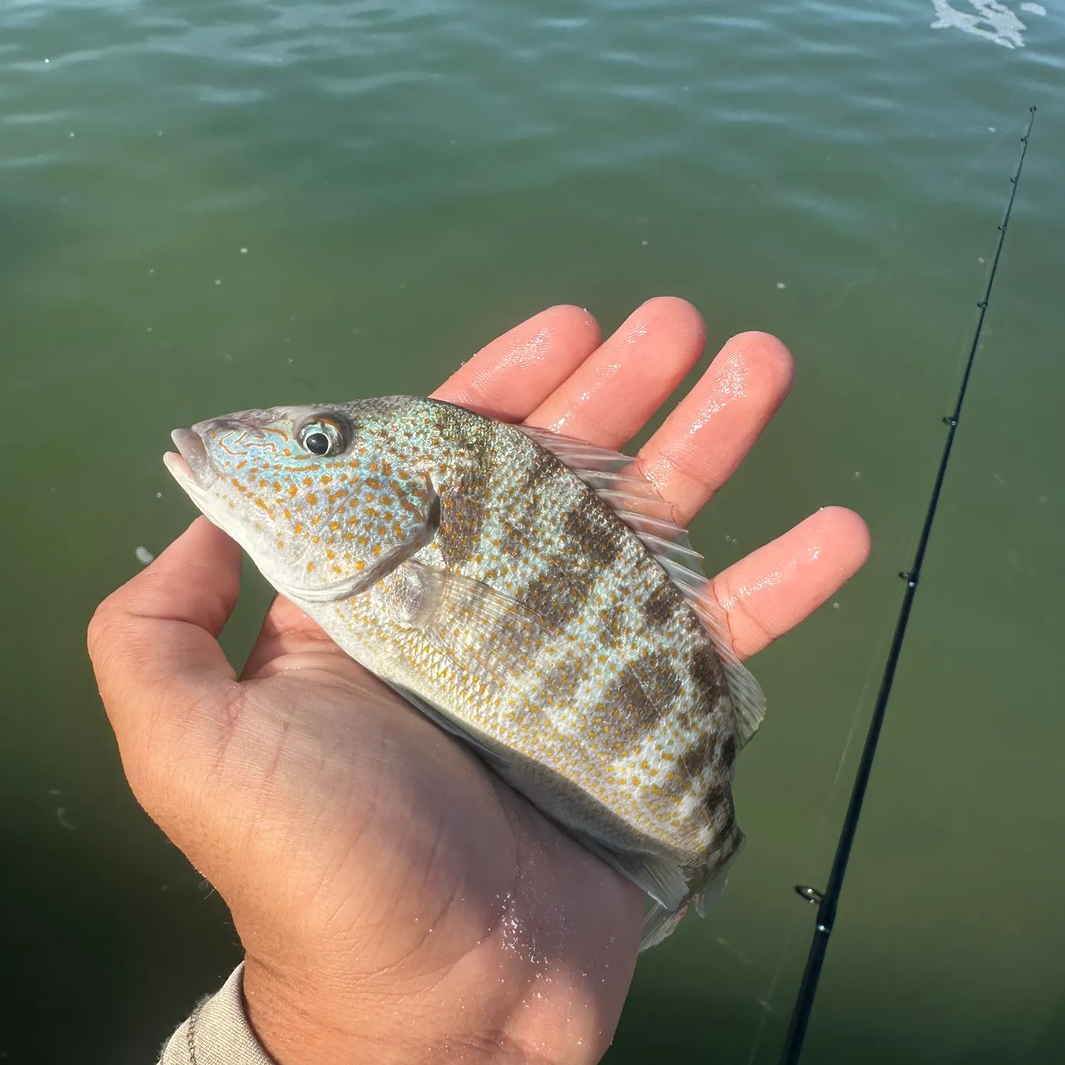 most liked catch image