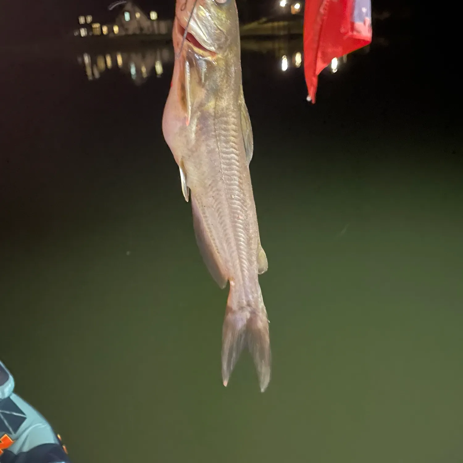 Channel catfish caught on Fishbrain