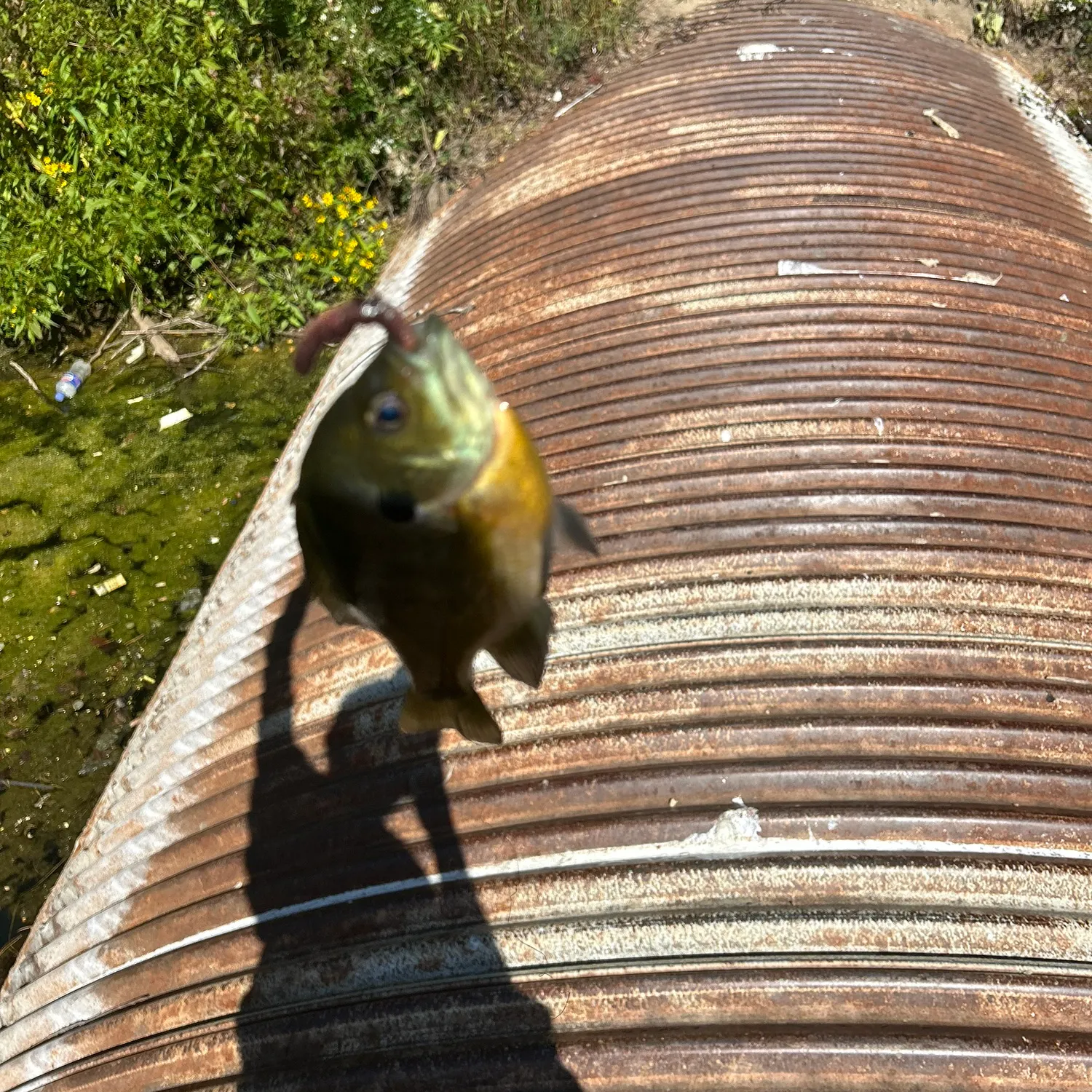 Bluegill caught on Fishbrain