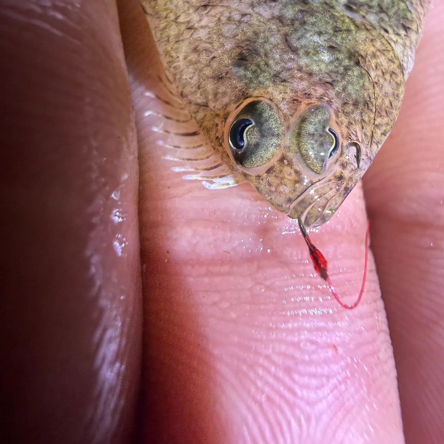 Smallmouth flounder caught on Fishbrain