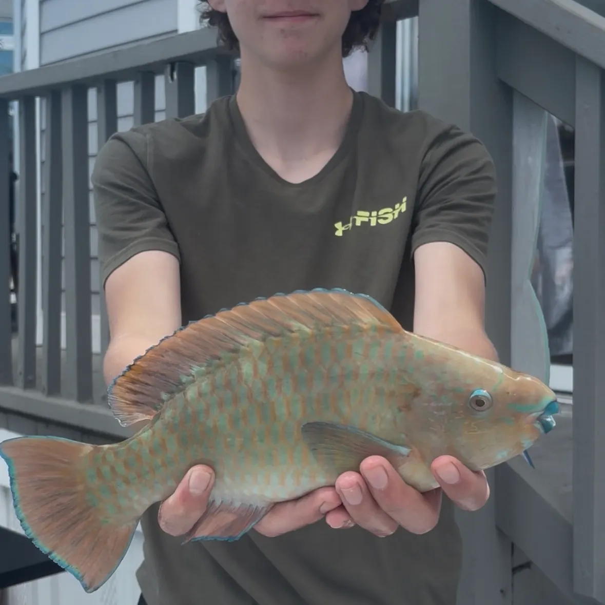 The most recent Rainbow parrotfish catches on Fishbrain
