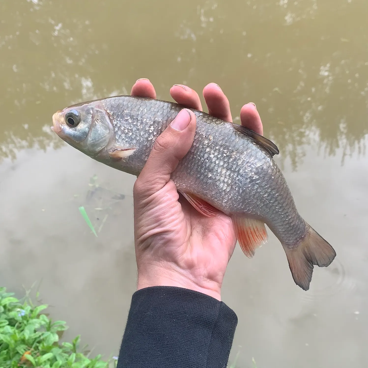 Common roach caught on Fishbrain