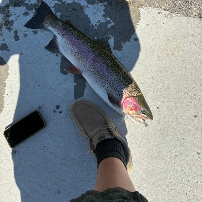 Rainbow trout caught on Fishbrain