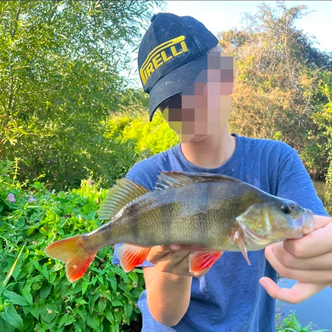 European perch caught on Fishbrain
