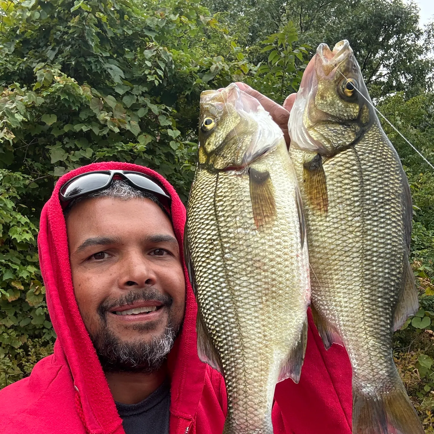 White perch caught on Fishbrain