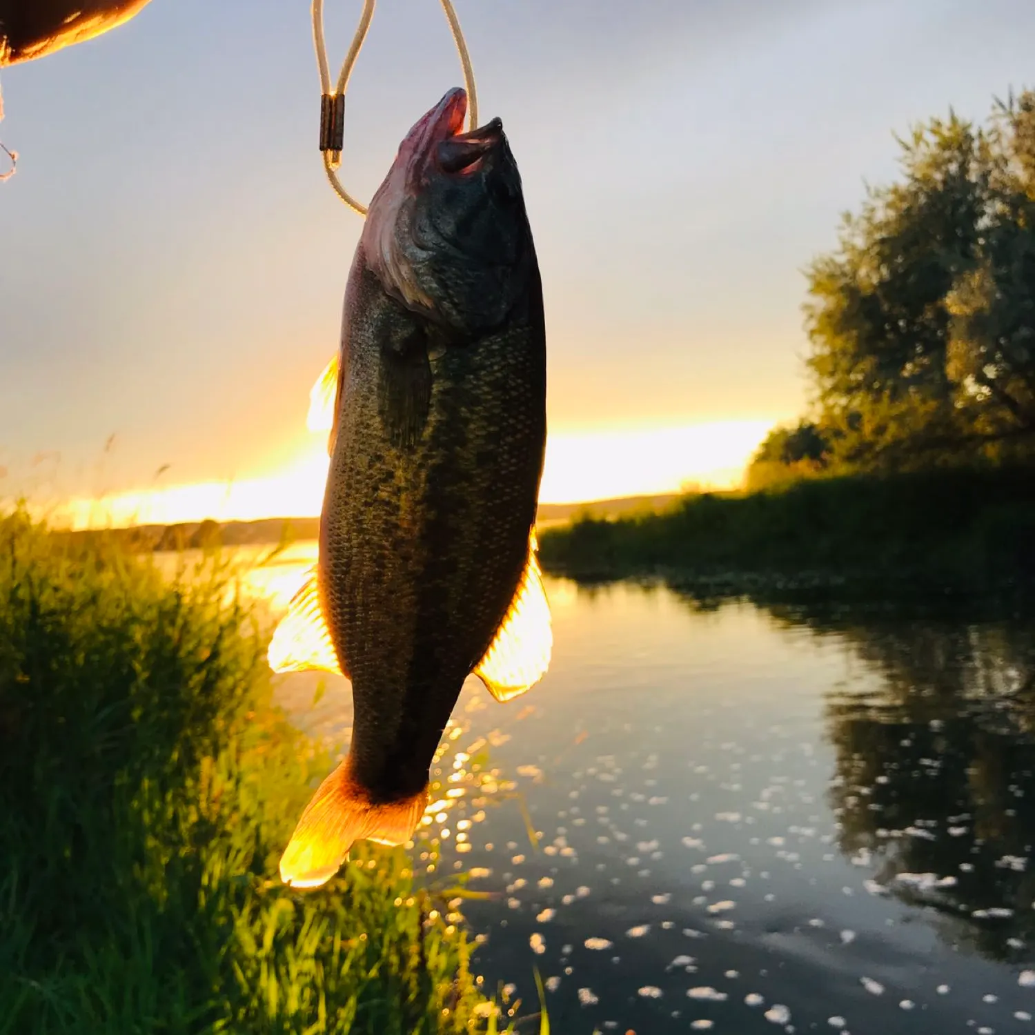 Largemouth bass caught on Fishbrain