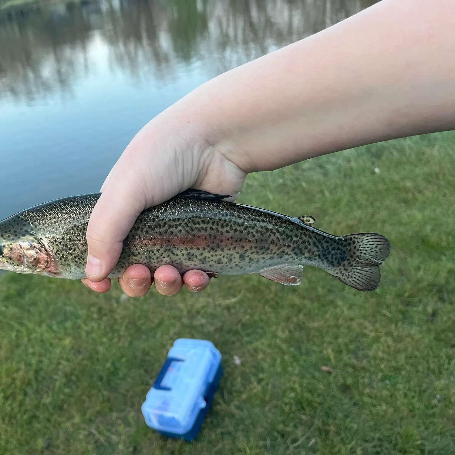 Rainbow trout caught on Fishbrain