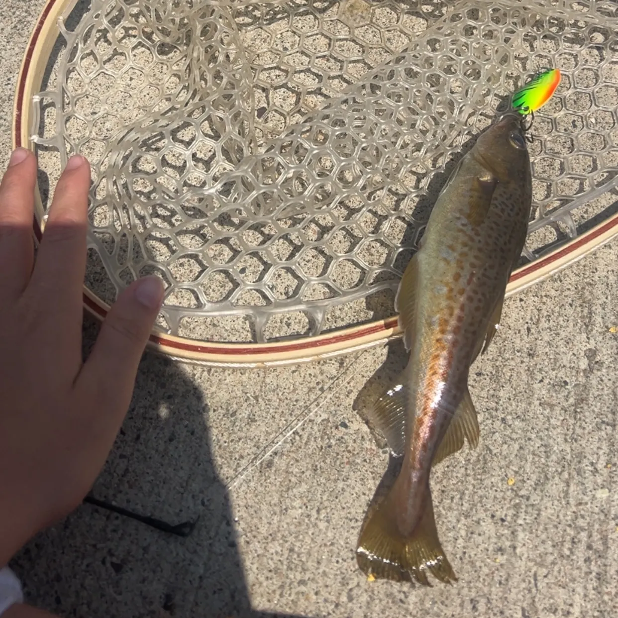 The most recent Atlantic tomcod catches on Fishbrain
