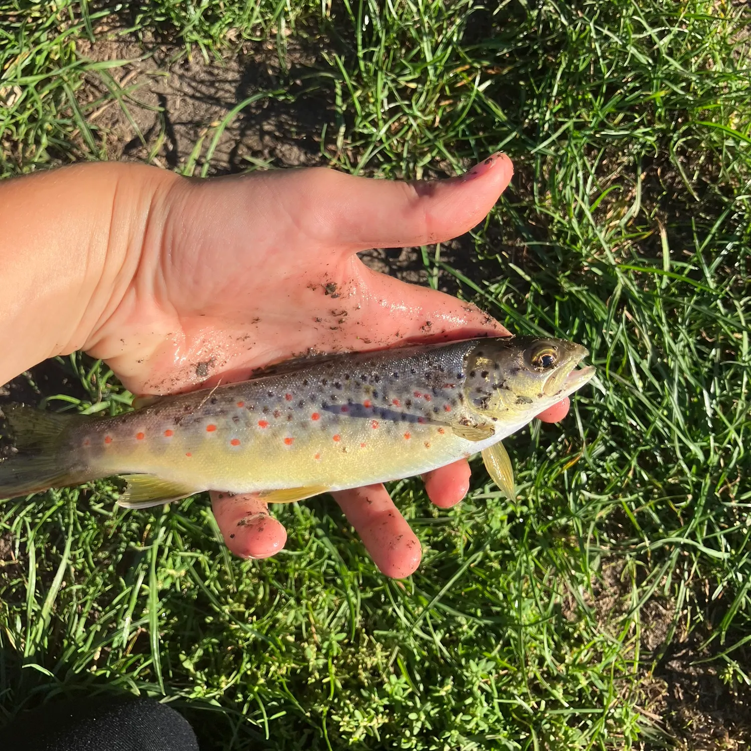 Brown trout caught on Fishbrain