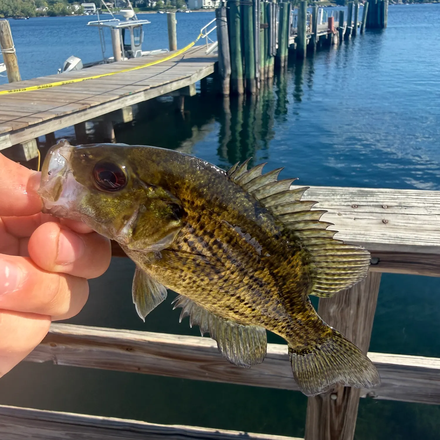 Rock bass caught on Fishbrain