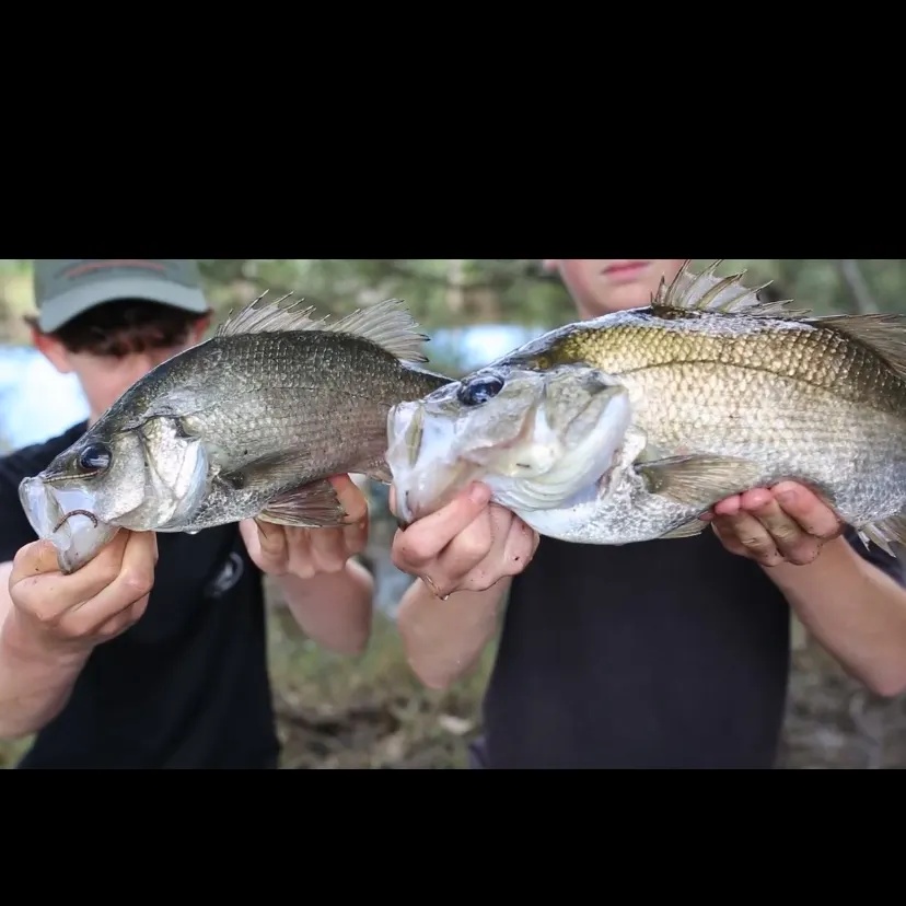 The most recent Estuary perch catches on Fishbrain