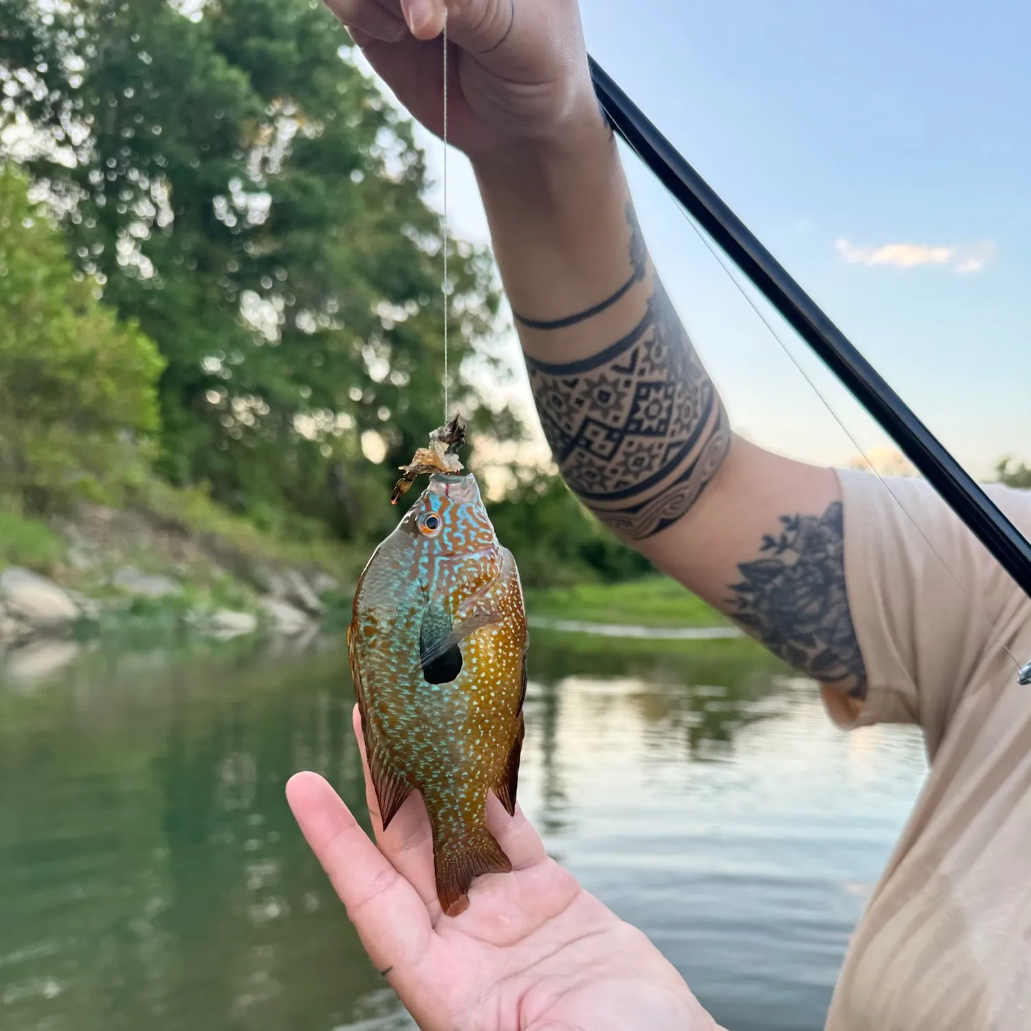 Longear sunfish caught on Fishbrain