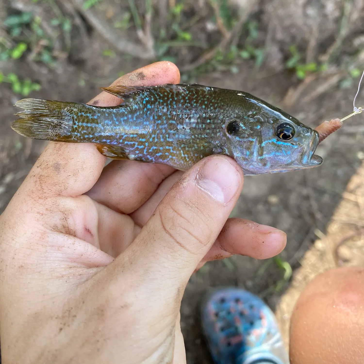 Green sunfish caught on Fishbrain
