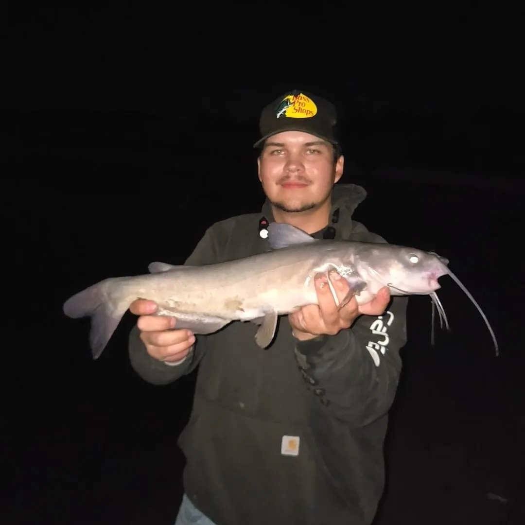 Channel catfish caught on Fishbrain