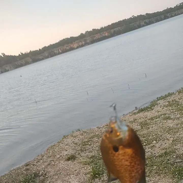 Bluegill caught on Fishbrain