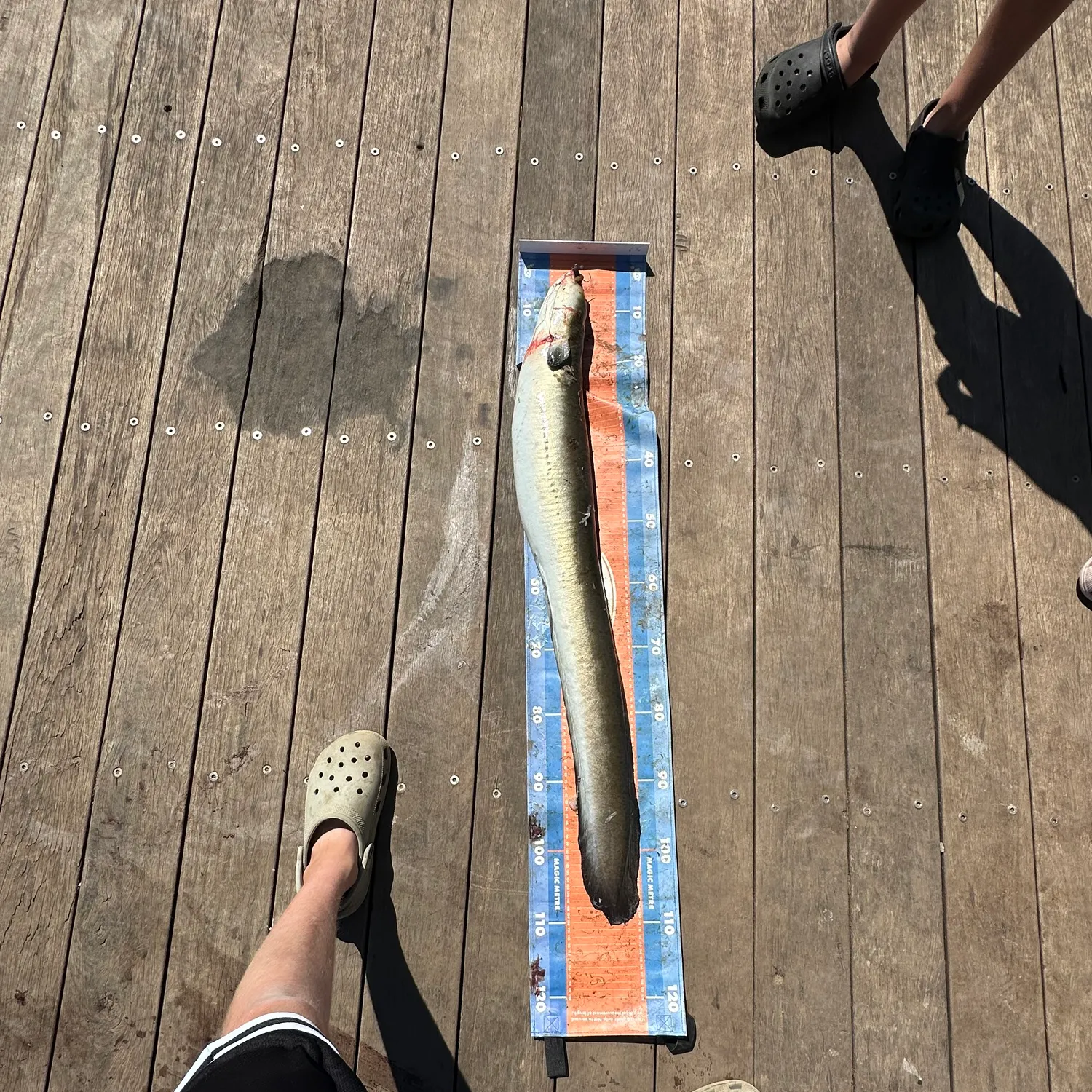 The most recent European eel catches on Fishbrain
