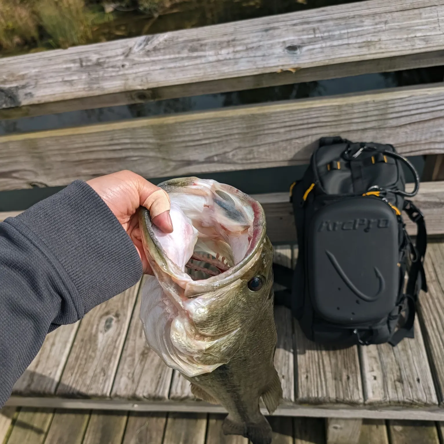 Largemouth bass caught on Fishbrain